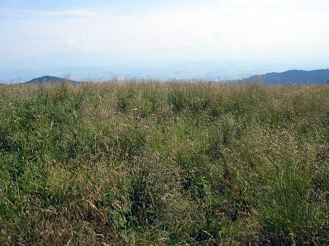 Widok z Hali