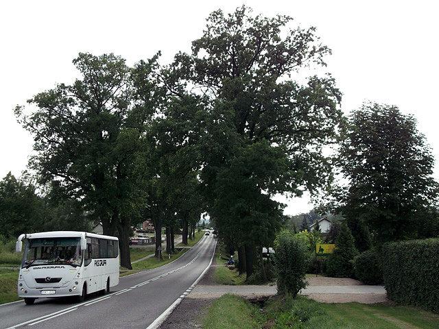 DK 52, po bokach piękne stare dęby