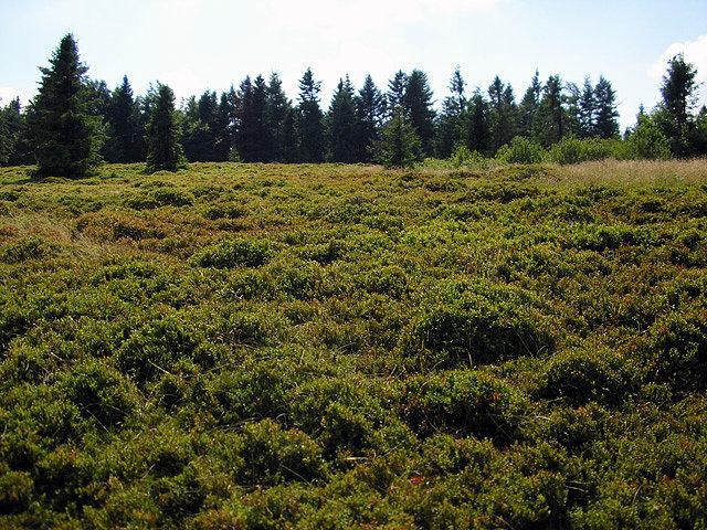 Polana na Niemcowej