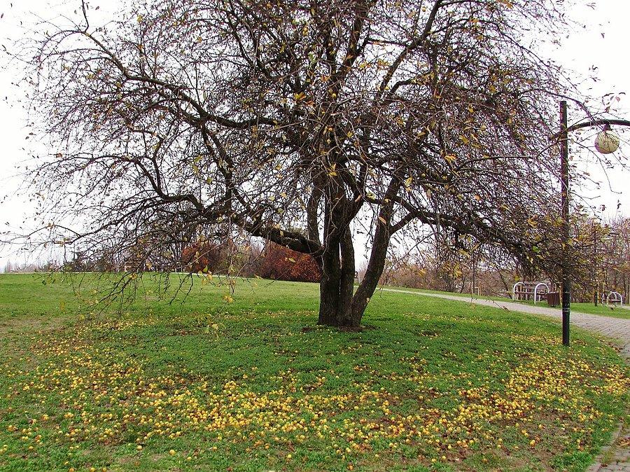 Rajskie jabłuszka