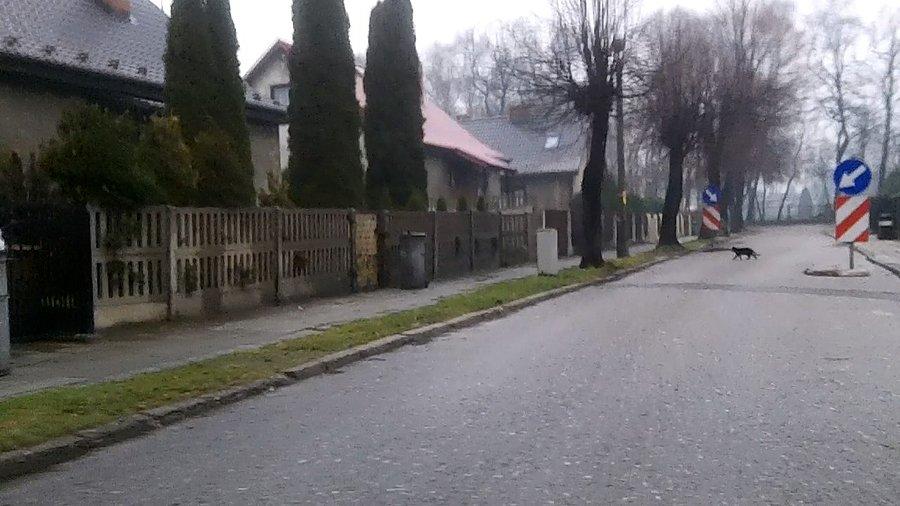 Czarny kot przebiegł mi drogę