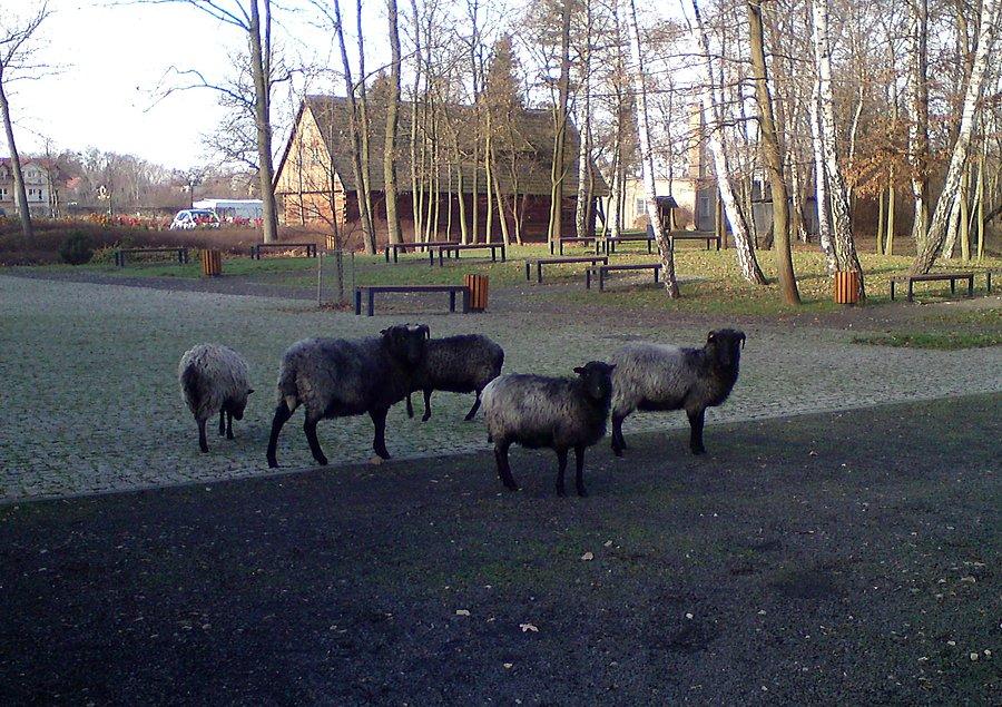 A po ścieżkach takie oto osobniki się przechadzają i lampią się