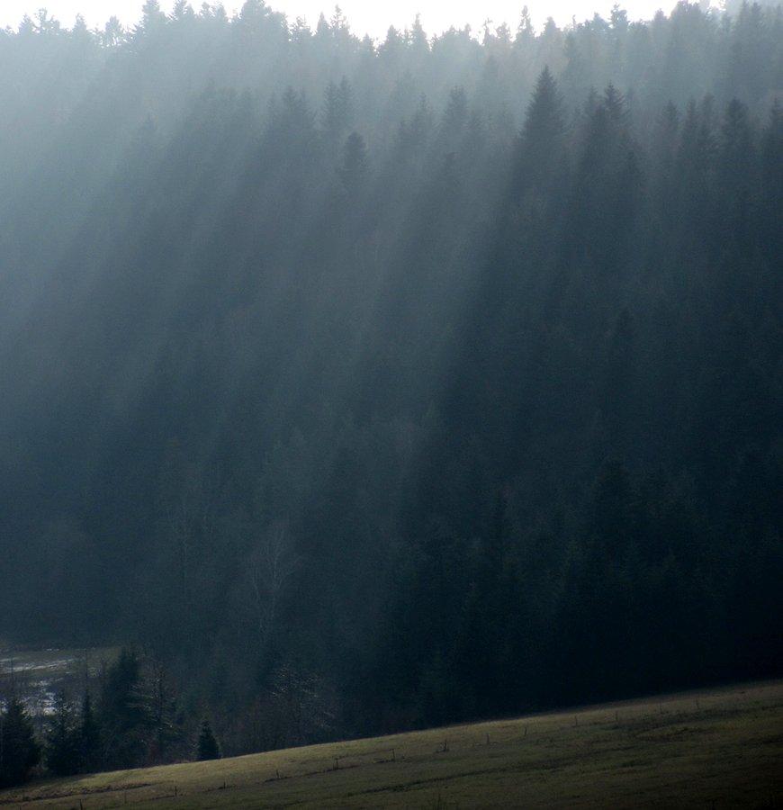 Tyndalek w świerkach