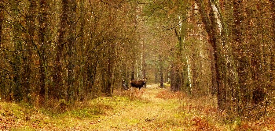 Łoś pod Palmirami. Było ich tam więcej. Kampinoski PN