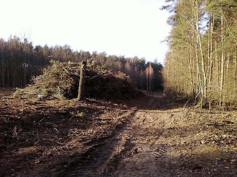Nieścięty pień