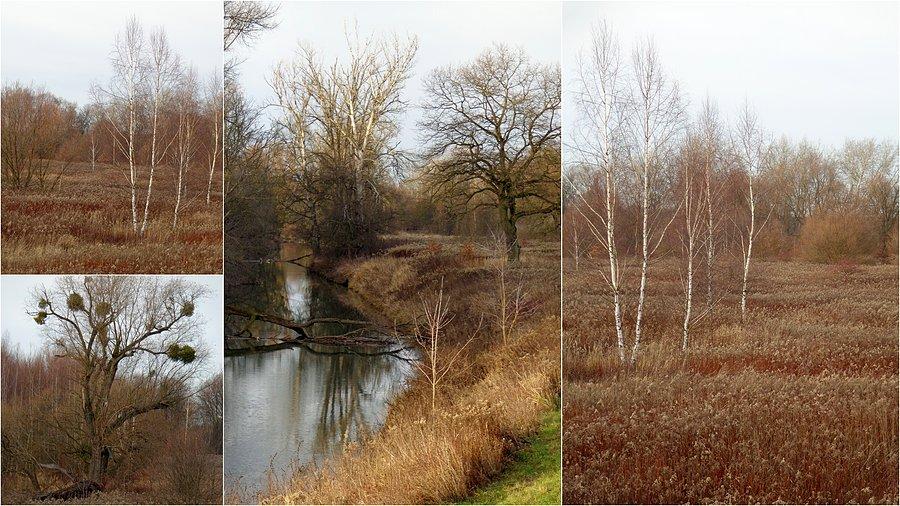 Grudniowe krzaczory nad Bystrzycą