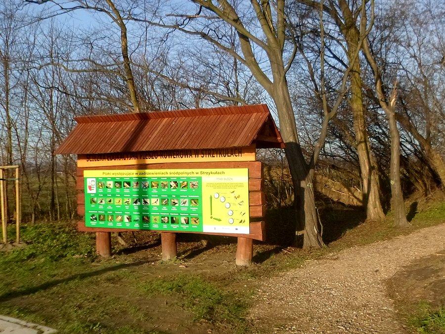 Ptaki w Strzykułach