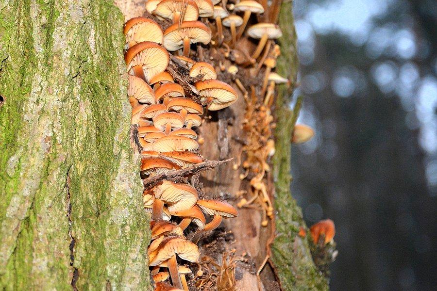 Płomiennice zimowe w spękaniach kory
