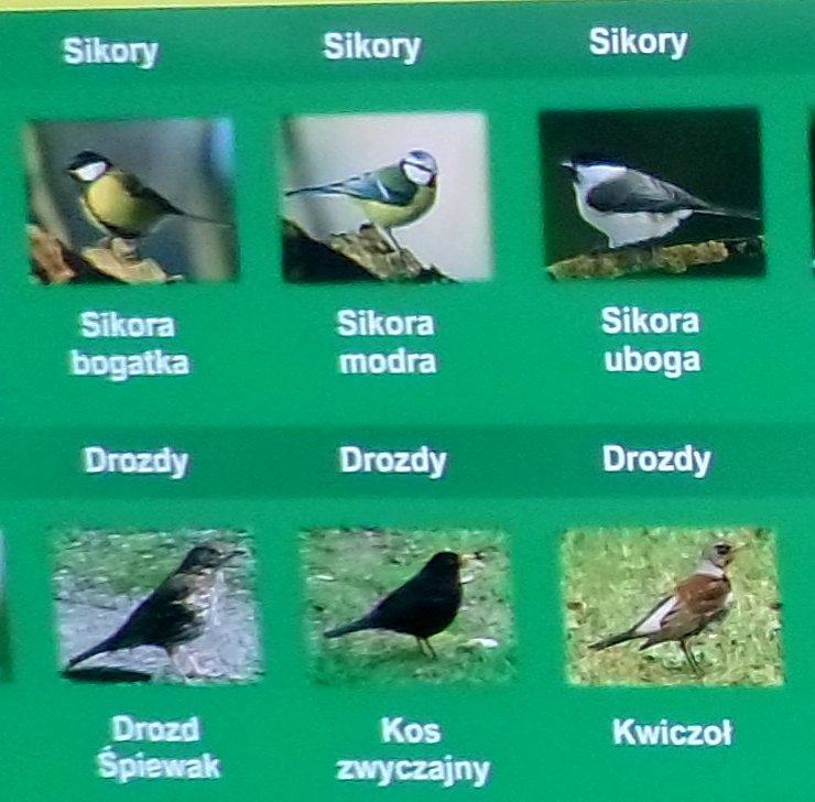 Drozdy i sikory