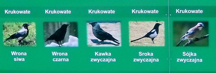 To są krukowate