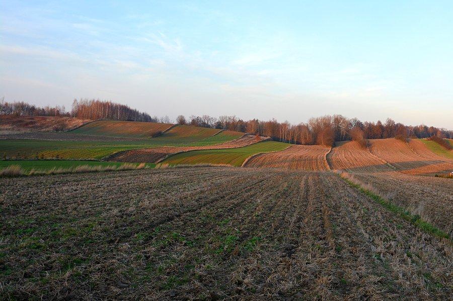 Krzywe pola w Zarzece k/Wąwolnicy