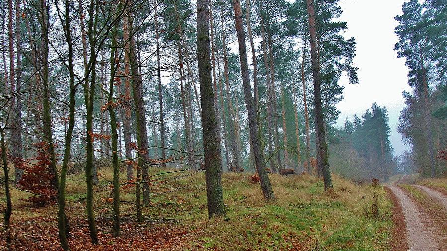 Okolice Tczewa - jesień