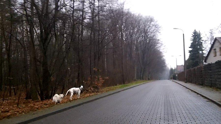 Ten mniejszy gania za rowerzystami... chociaż raczej trzyma się na odległość