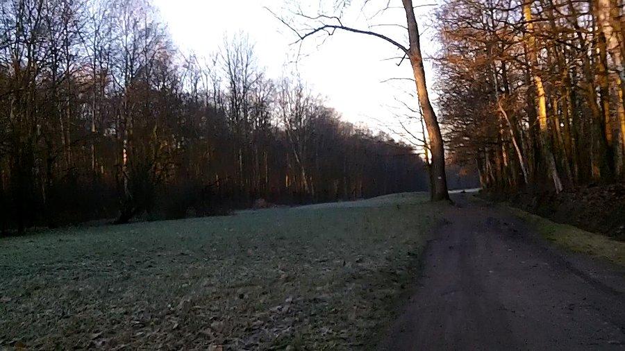 Lekko przymrożony park