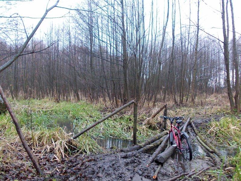 Popołudniowa wycieczka do lasu 2
