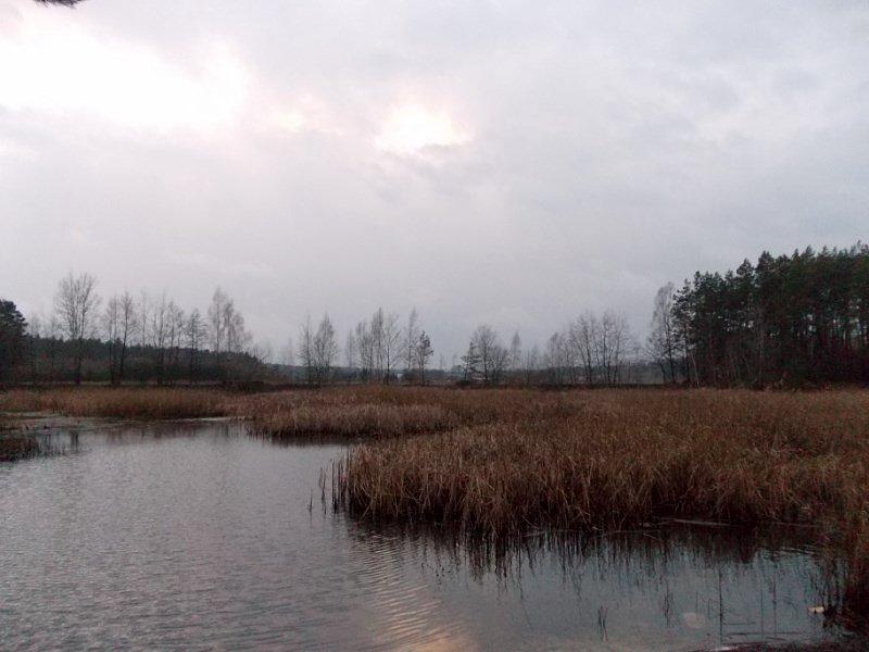 Popołudniowa wycieczka do lasu 4