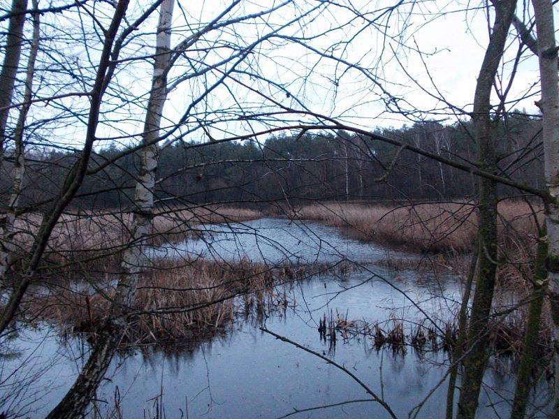 Popołudniowa wycieczka do lasu 5