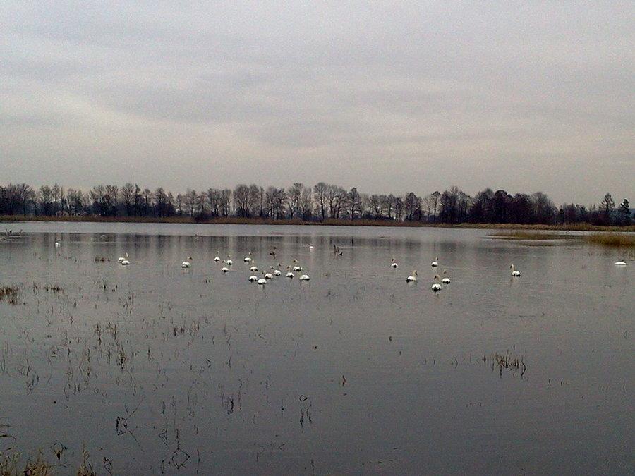 Iłownica