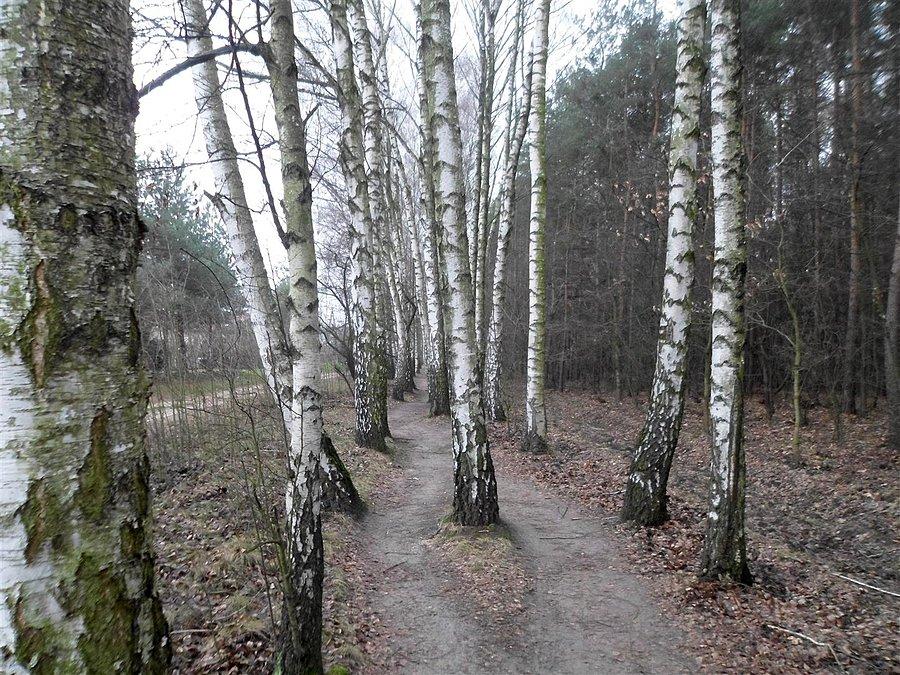 Ulica Antoniego Kocjana - aleja brzóz brodawkowatych (Betula pendula Roth)