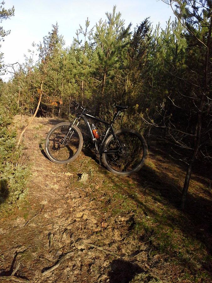 Las jarantowski w grudniu