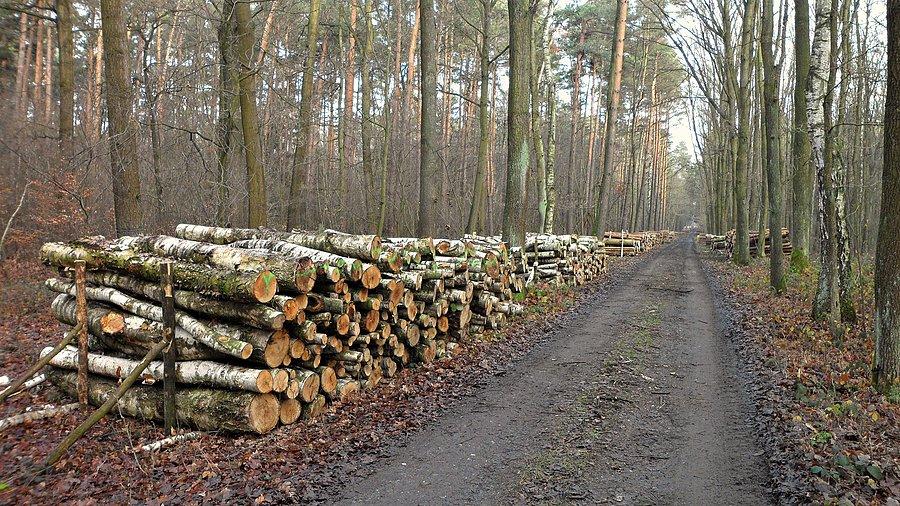 Kłody przy drodze leśnej