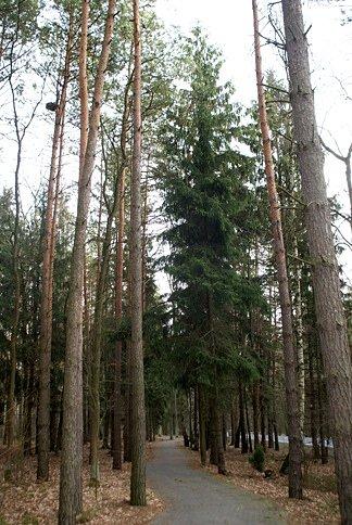 Do Spały, gdzie rosną piękne choinki