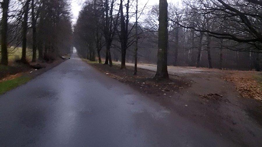 W lasku Makoszowskim