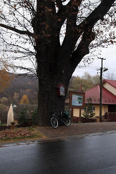 Dąb w Dęborzynie