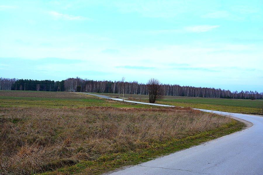 Podlasie Południowe, czyli brzezina na płaskim