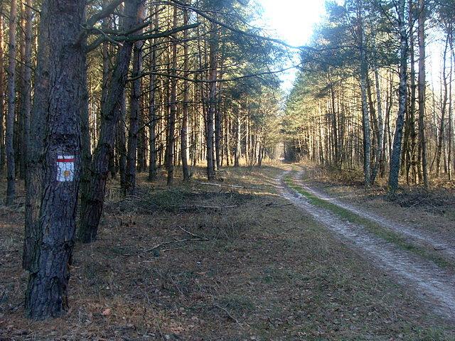 Szlak czerwony przy kompleksie Bagna Bubnów