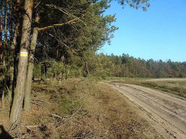 Szlak żółty w okolicach Ostoi Poleskiej