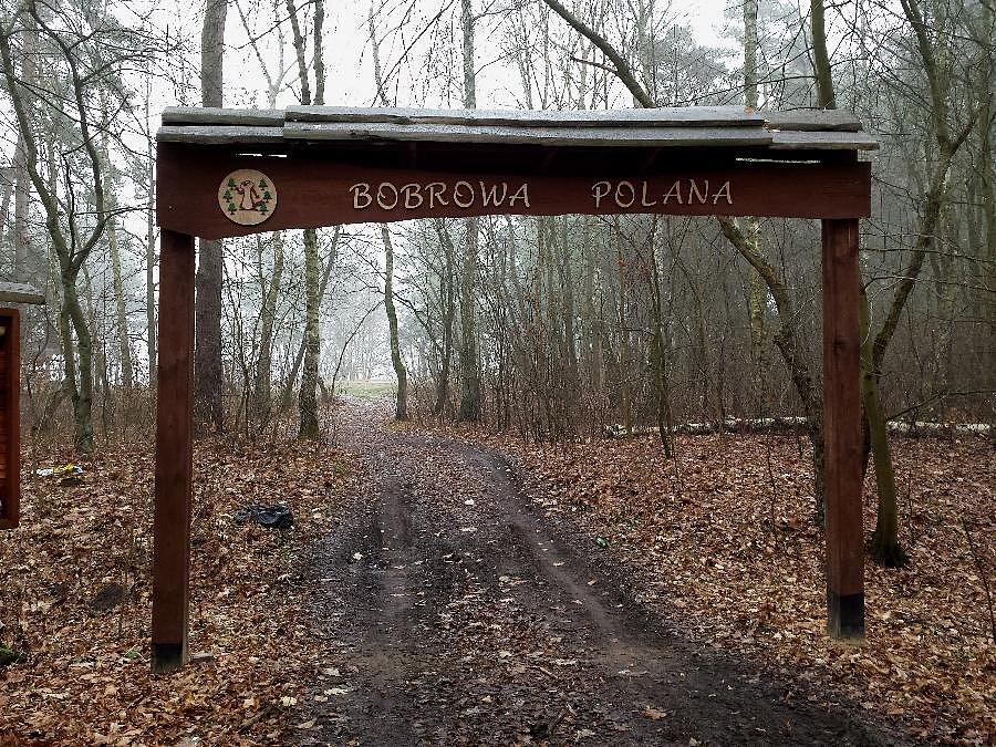 Bobrowa polana w małym lasku