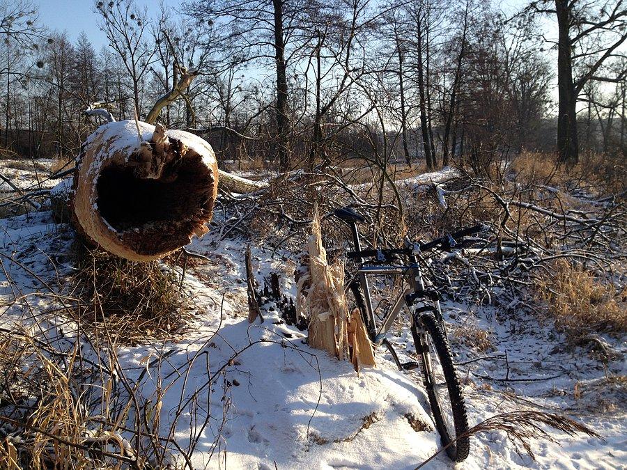 Działalność bobrów nad Notecią