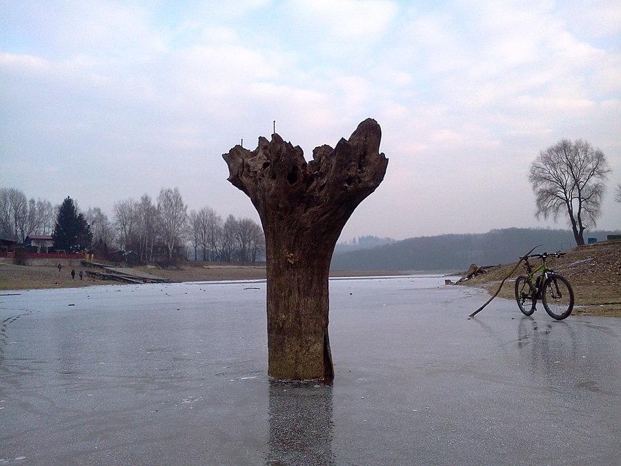 Stare drzewo