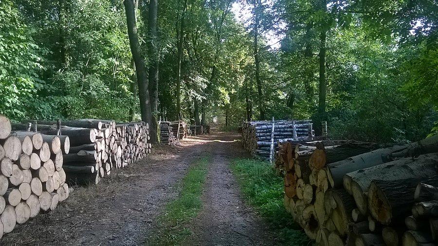 Przez las