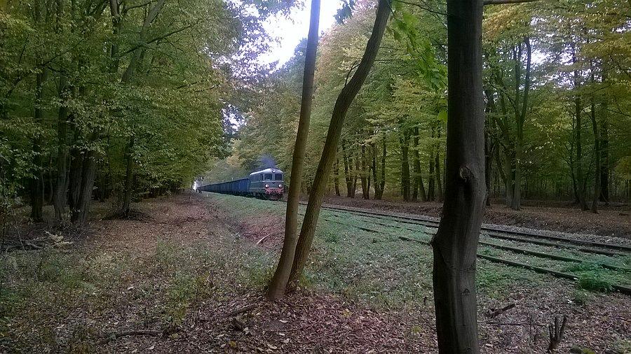 Pociąg towarowy w Twardawskim lesie