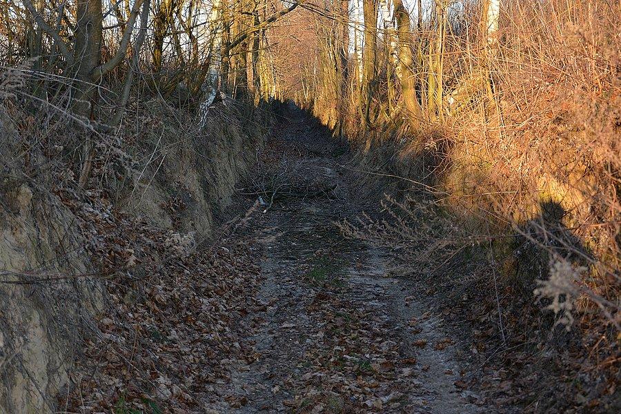 Wąwóz w okolicach Dzierzkowic