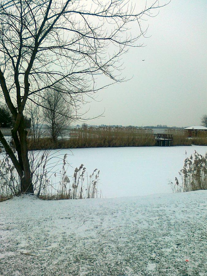 Zima nad stawem