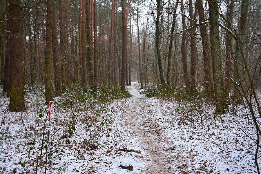 Dąbrowa nad Zalewem Zemborzyckim