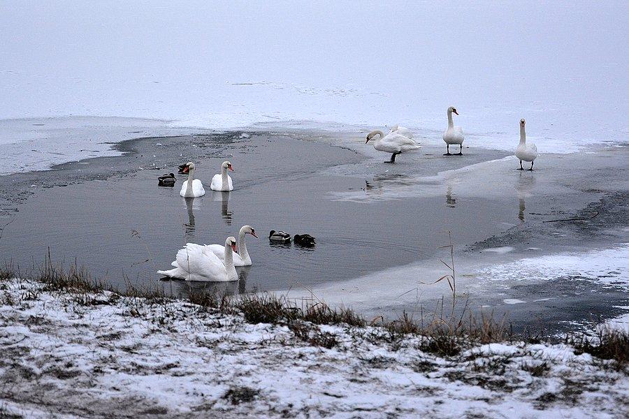 Ptasia enklawa na Zalewie Zemborzyckim