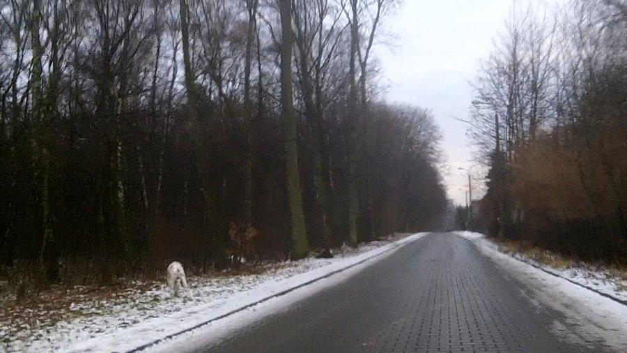 Gdzie jest pies?