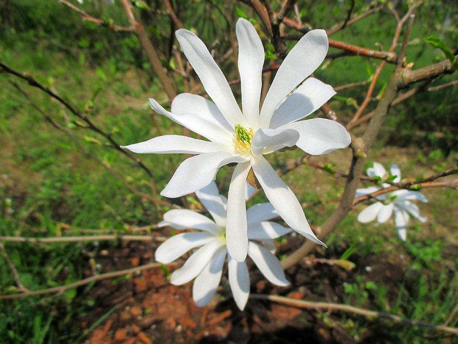 Siedemnaście mgnień wiosny, mgnienie nr 7: Magnolia w rozkwicie