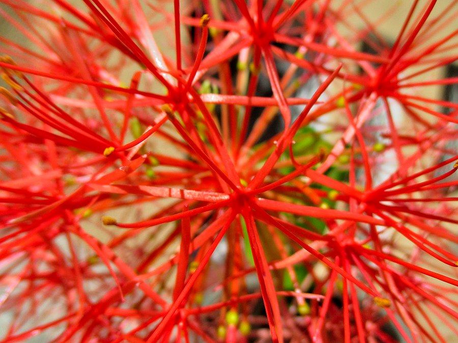 Krasnokwiat Katarzyny (Scadoxus multiflorus)