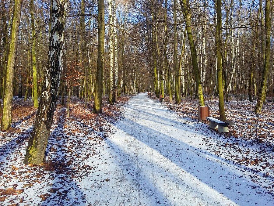 Słonecznie i zimowo w Lasku Aniołowskim