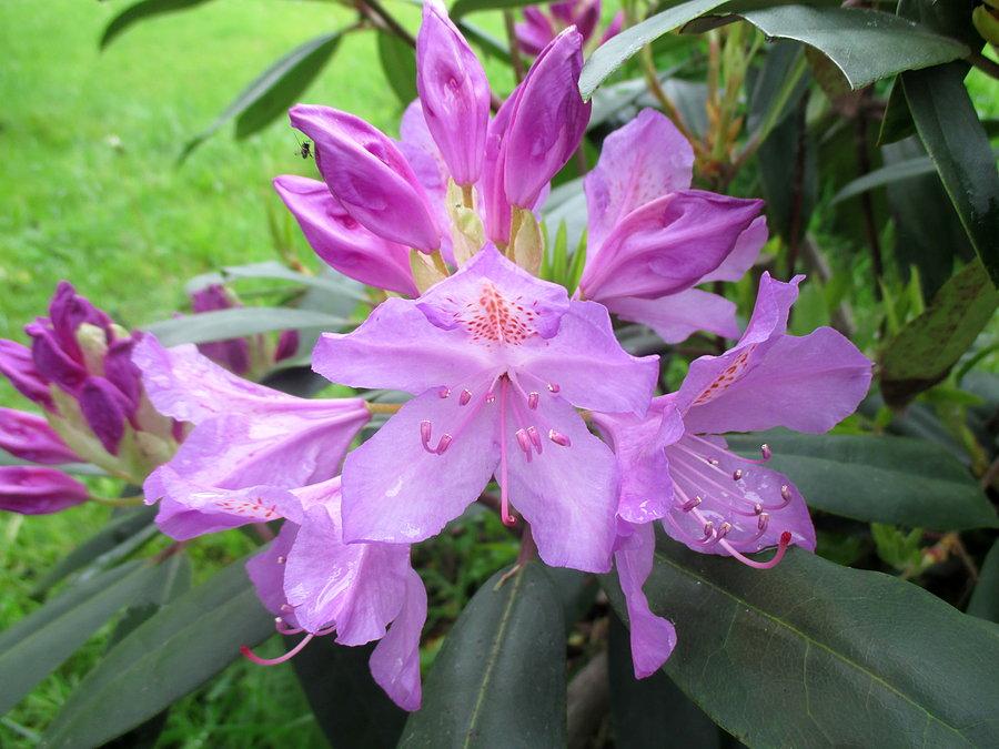 Siedemnaście mgnień wiosny, mgnienie nr 12: kwitnący rododendron