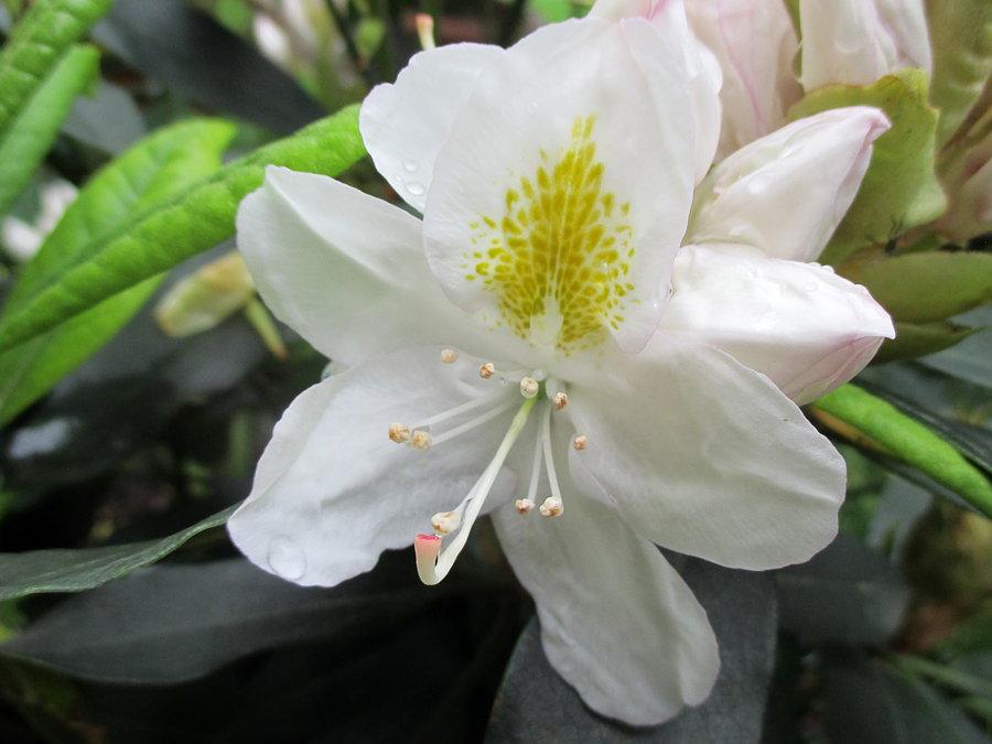 Siedemnaście mgnień wiosny, mgnienie nr 14: rododendron w rozkwicie