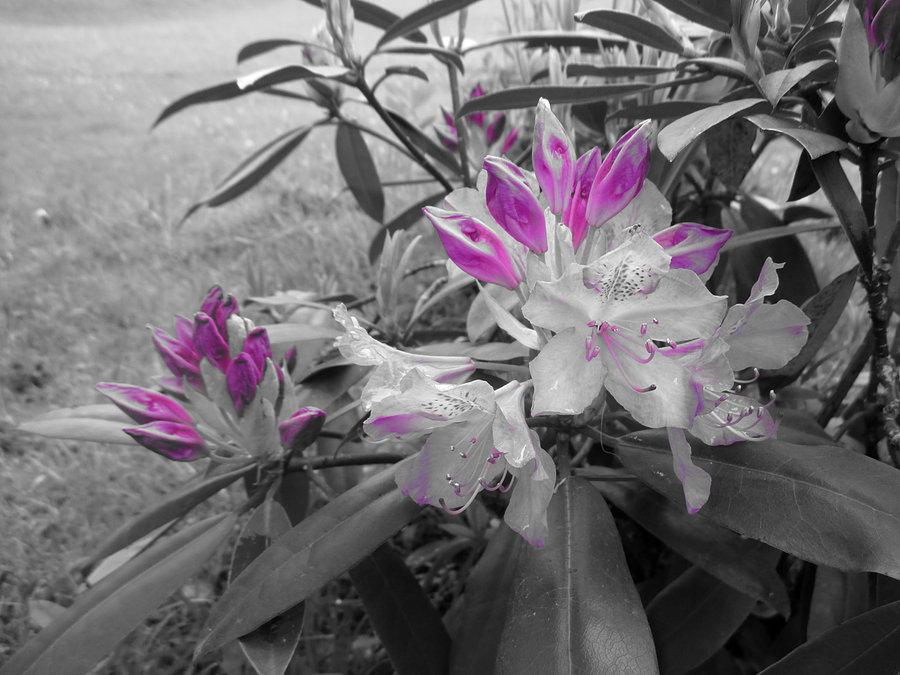Siedemnaście mgnień wiosny, mgnienie nr 13: rododendron w rozkwicie