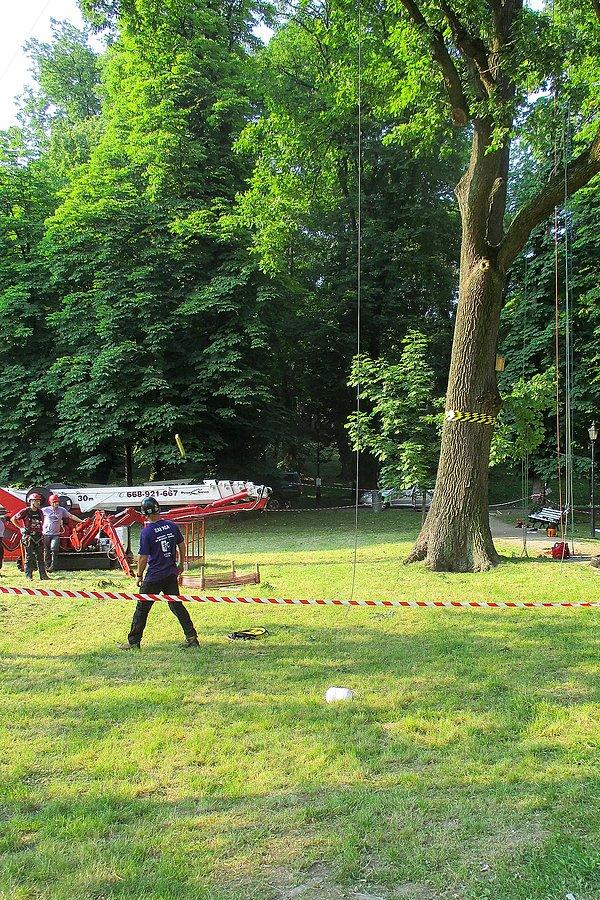 Mistrzostwa Polski we Wspinaczce Drzewnej w Nałęczowie
