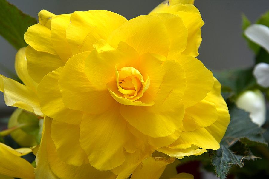 Żółta begonia
