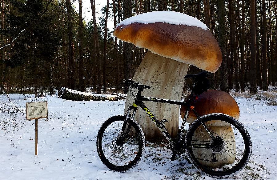 Grzybki w styczniu